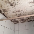 schimmelsanierung-bern